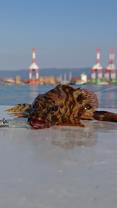 南港ガシリング