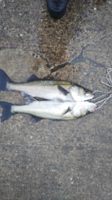 雨が止んだら気配がなくなった