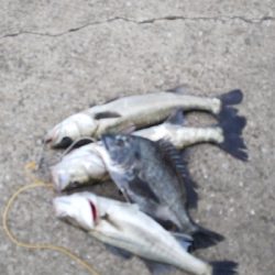 エビ撒きハマリすぎ