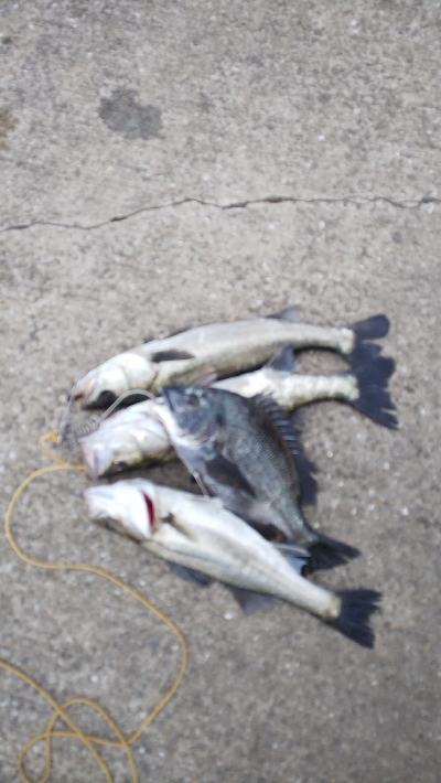 エビ撒きハマリすぎ