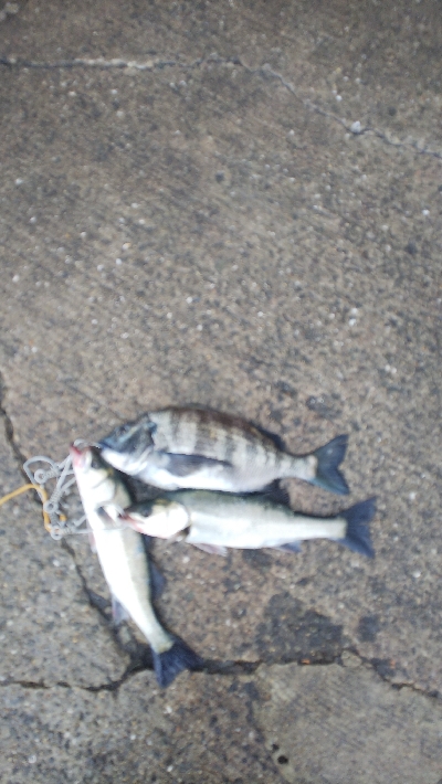 爆風の為風裏に！