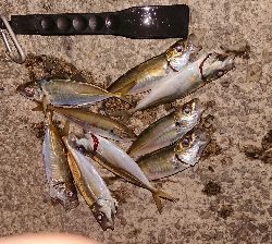 中アジ釣れず