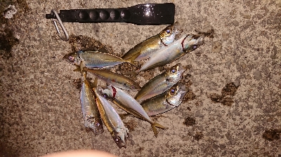 中アジ釣れず