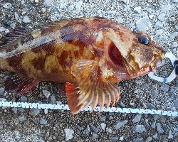 のんびり穴釣り