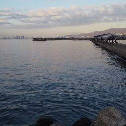 サバはどこへ…