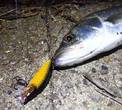 地球温暖化 苔 薄い