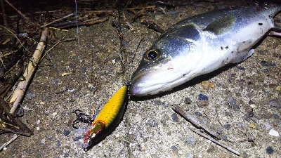 地球温暖化 苔 薄い