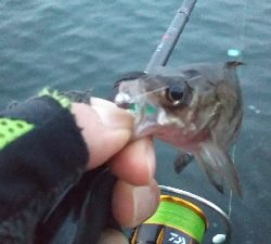 コメバルパーティー