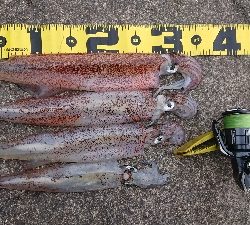 朝マズメヤリイカ狙い