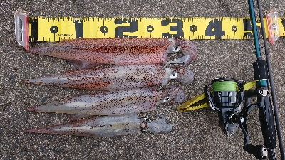 朝マズメヤリイカ狙い