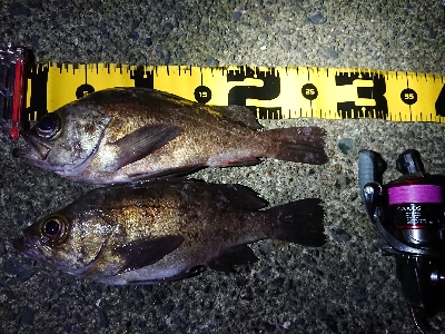 仕事終わりメバリング