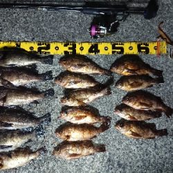 ちょこっとメバリング