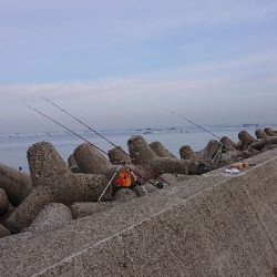 カレイ狙い、他