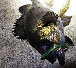 釣れる時は釣れる