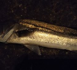 予想的中ヤッホー