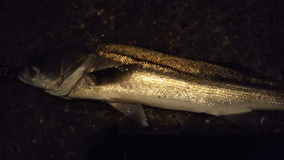 予想的中ヤッホー