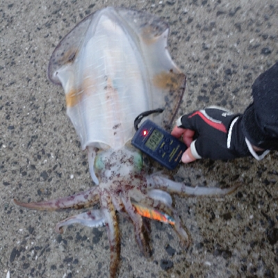 雨の中のシャクり