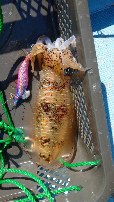 今年初のボートエギング