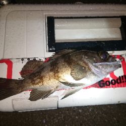 サイズが、伸びず