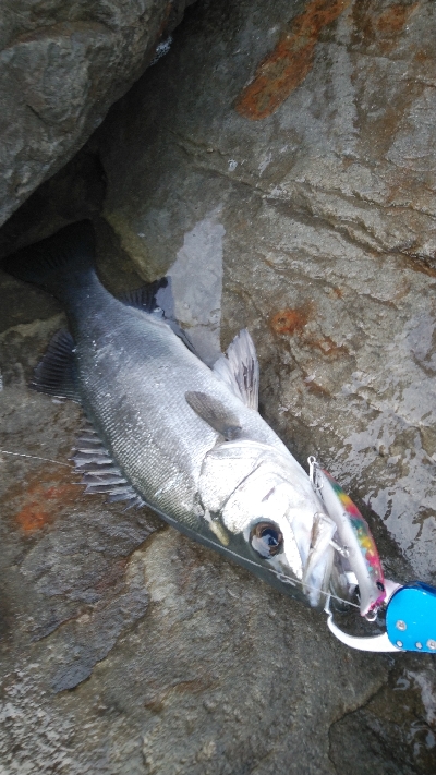 北西爆風サラシの中から飛び出したのは
