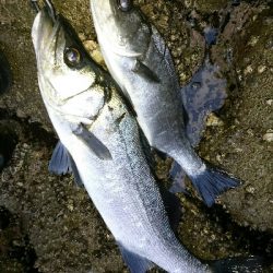 爆風のヒラスズキ60アップ頭に２本！！