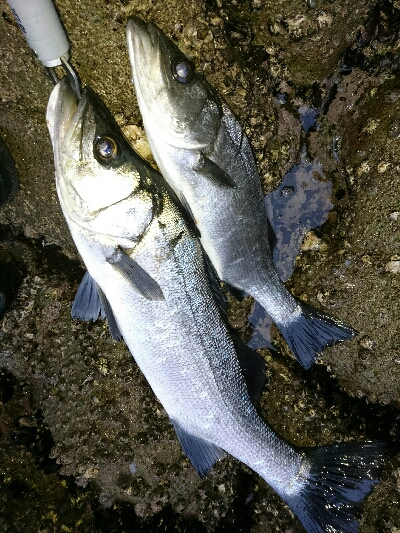 爆風のヒラスズキ60アップ頭に２本！！