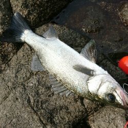 爆風ヒラスズキ!!