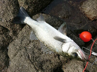 爆風ヒラスズキ！！