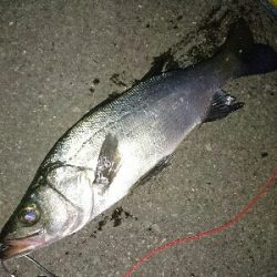 夜ヒラスズキ激渋の1本ゲット!!