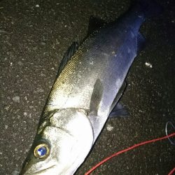 今年は厳しいヒラスズキ釣り！