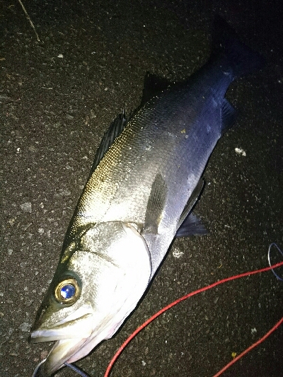 今年は厳しいヒラスズキ釣り！