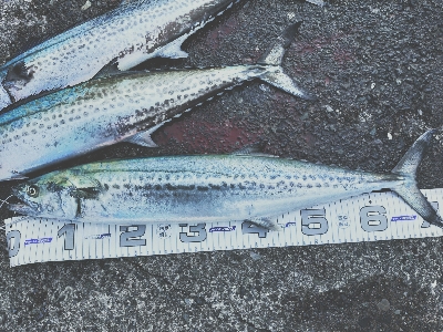 シーバス＆サワラ