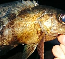 満月メバルを求めて