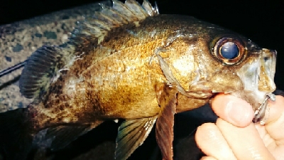 満月メバルを求めて