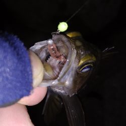 ナイトメバリング