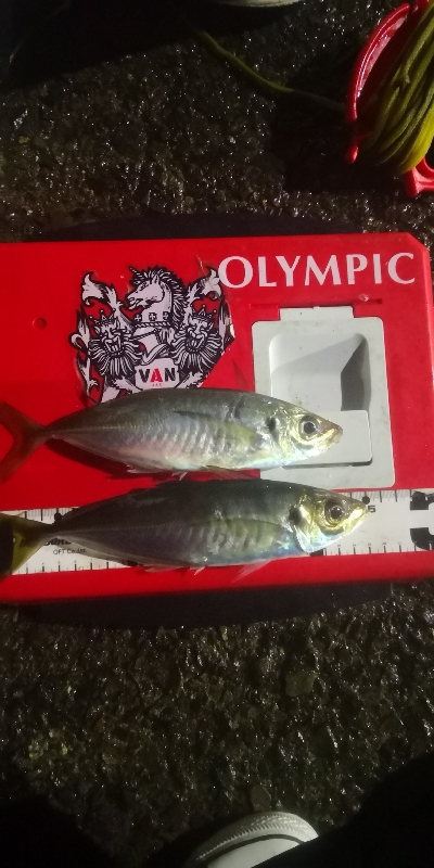 アジング 練習 119