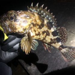 アジングからのガシリング