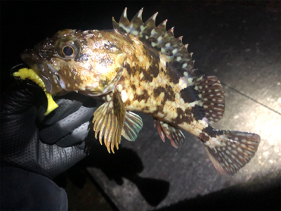 アジングからのガシリング