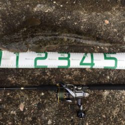 青物 不発からの安定のコチさん