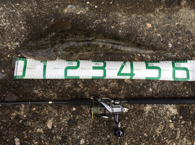 青物 不発からの安定のコチさん