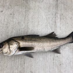 朝からエビ撒き 渋い状態