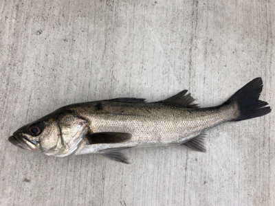 朝からエビ撒き　渋い状態