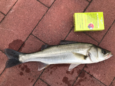 豊洲ぐるり公園ぶっこみでシーバス