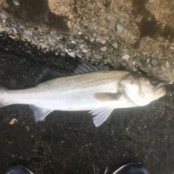 久々デイシーバス