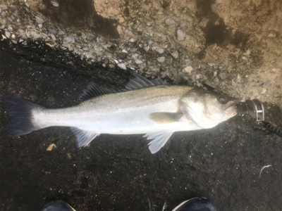 久々デイシーバス