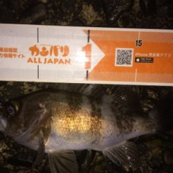 メバルプラグ好調です