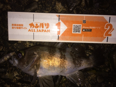 メバルプラグ好調です