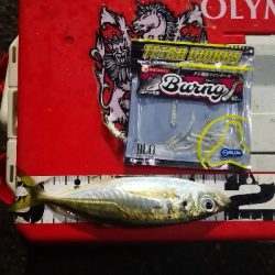 アジング 練習 120