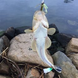 淀川ブリームゲーム