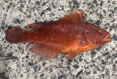 暇つぶしくらいは…